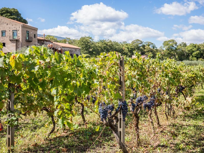 Welcome to Borgo Rovittello, an ancient millstone immerse in a huge vineyard.